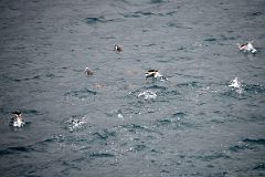 04A Penguins Jumping Out Of The Water Near Aitcho Barrientos Island In South Shetland Islands From Quark Expeditions Antarctica Cruise Ship.jpg